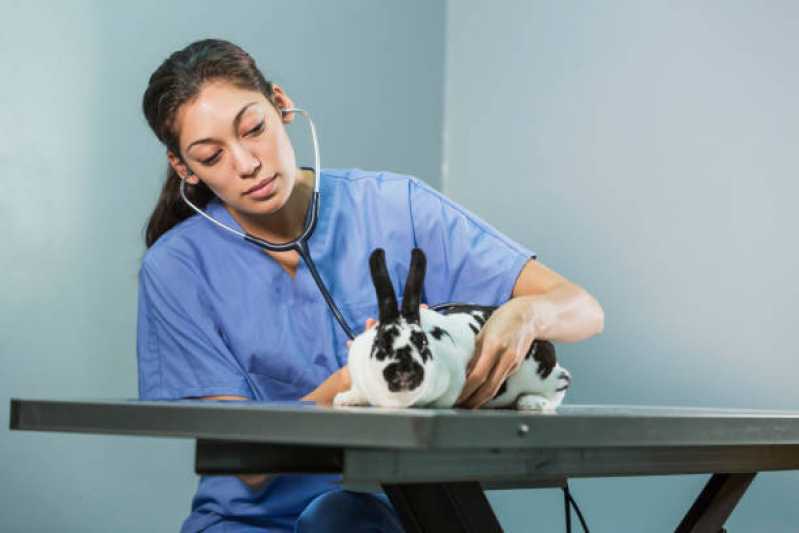 Anestesiologia para Animais Silvestres Clínica Colatina - Anestesiologia para Coelhos de Estimação