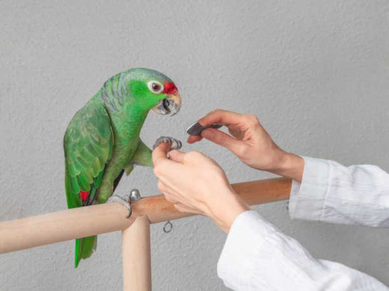 Anestesiologia para Pássaros Vila Nova de Colares - Anestesiologia para Animais Silvestres Vitória