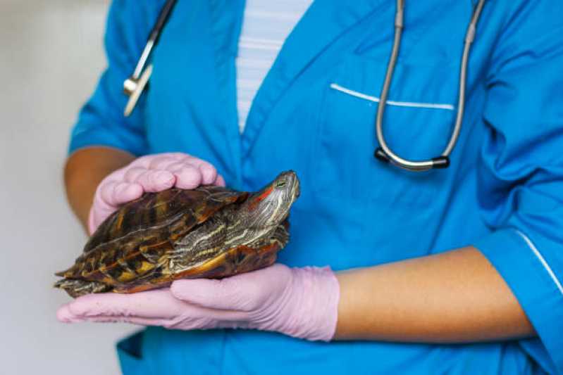 Atendimento Cirúrgico para Animais Silvestres Ataíde - Atendimento Cirúrgico para Tartarugas