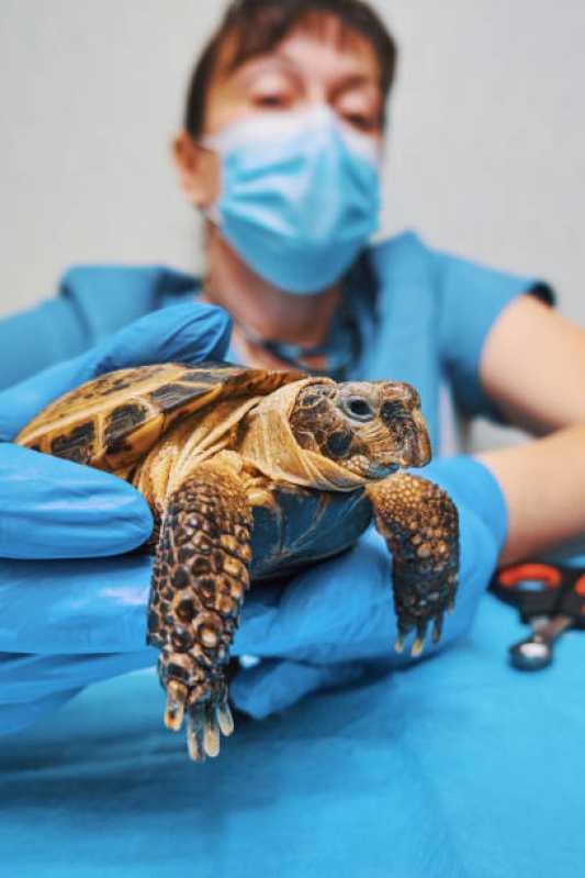 Atendimento Cirúrgico para Tartarugas Clínica Laranjeiras - Atendimento Cirúrgico para Animais Exóticos