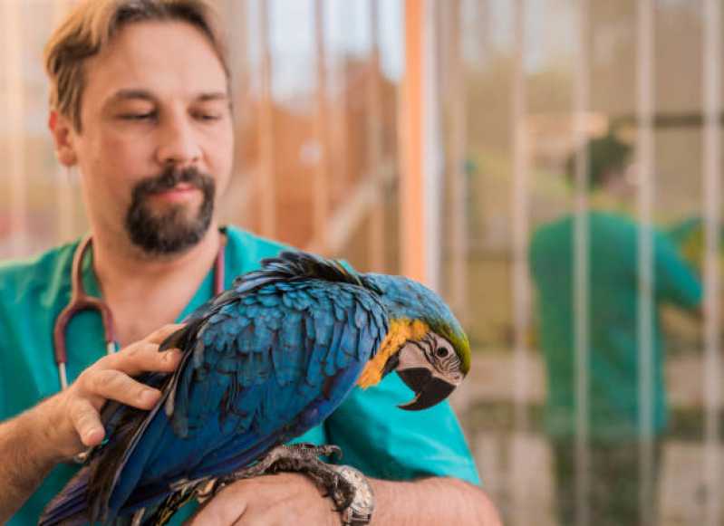 Atendimento Emergencial para Animais Exóticos Marcar São Conrado - Atendimento Emergencial para Pássaros