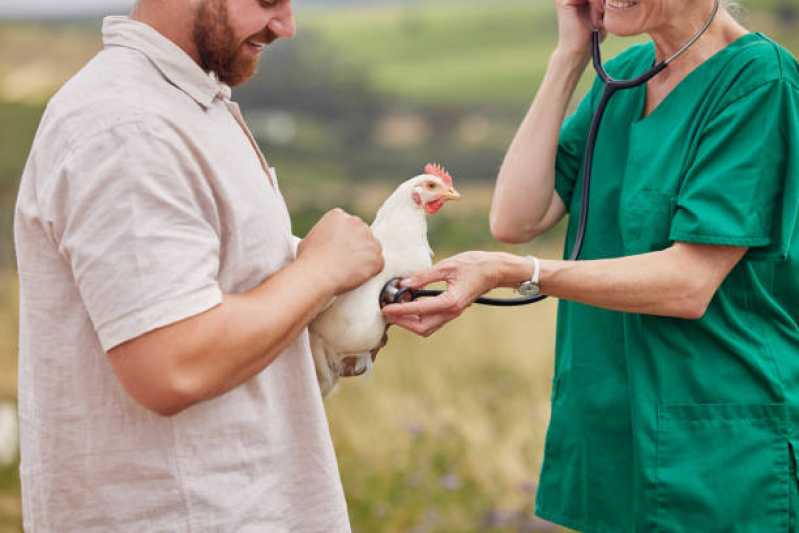 Atendimento Emergencial para Coelho Marcar Rosário de Fátima - Atendimento Emergencial para Pássaros