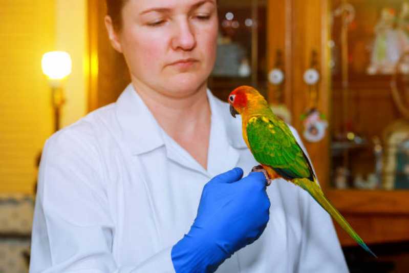 Atendimento Emergencial para Pássaros Santana - Atendimento de Urgência para Animais Silvestres