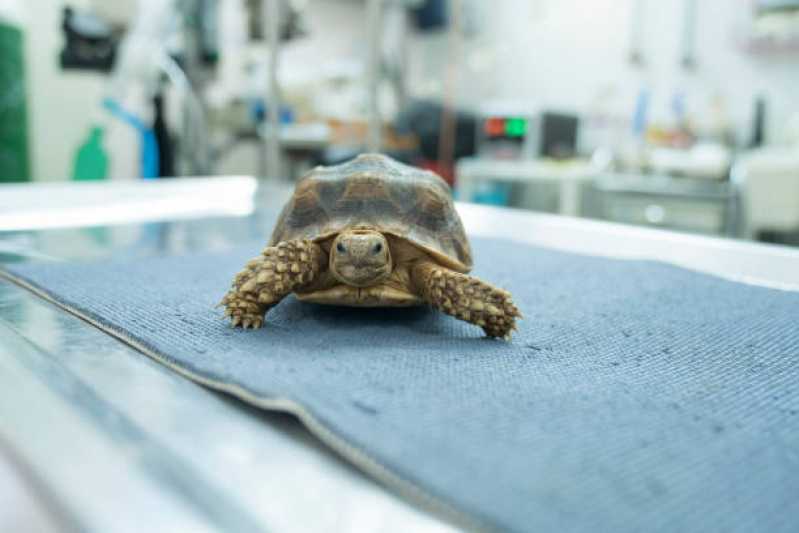 Atendimento para Resgate de Animais Exóticos Costa Dourada - Atendimento de Resgate de Fauna Vitória