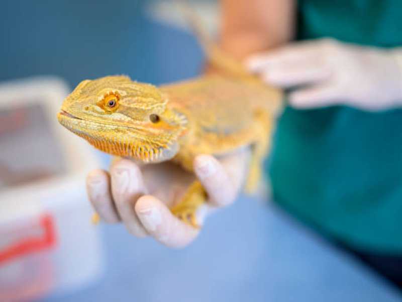 Atendimento para Resgate de Animais Silvestres Costa Dourada - Atendimento de Resgate de Silvestres