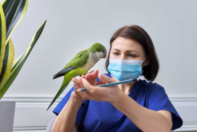 Clínica Especializada Atendimento de Urgência para Animais Exóticos Santa Teresa - Atendimento Emergencial para Pássaros