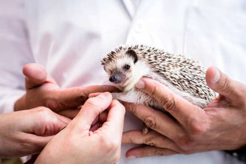 Clínica Especializada em Atendimento Veterinário Resgate Fauna Alto Boa Vista - Atendimento para Resgate de Animais Exóticos
