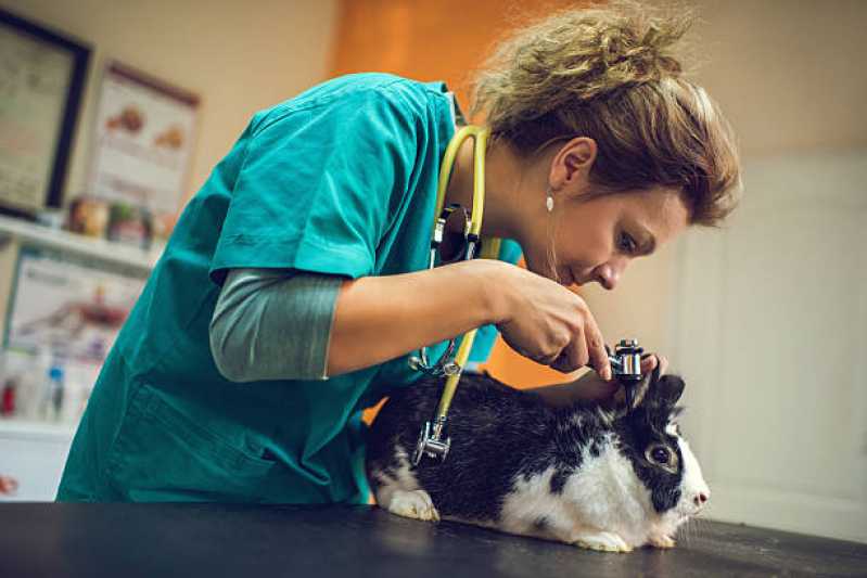 Clínica Especializada em Exames Laboratoriais para Animais Exóticos Vila Nova de Colares - Exame de Ultrassom para Animais Silvestres