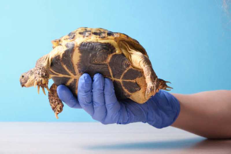 Consulta para Tartarugas Marcar Carapina - Consulta de Orientação para Animais Silvestres