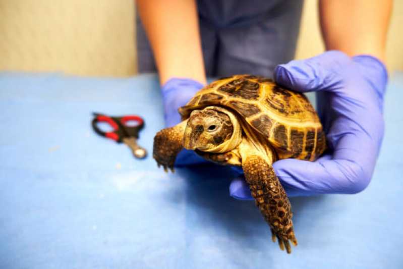 Consulta para Tartarugas Contorno - Consulta de Orientação para Animais Silvestres