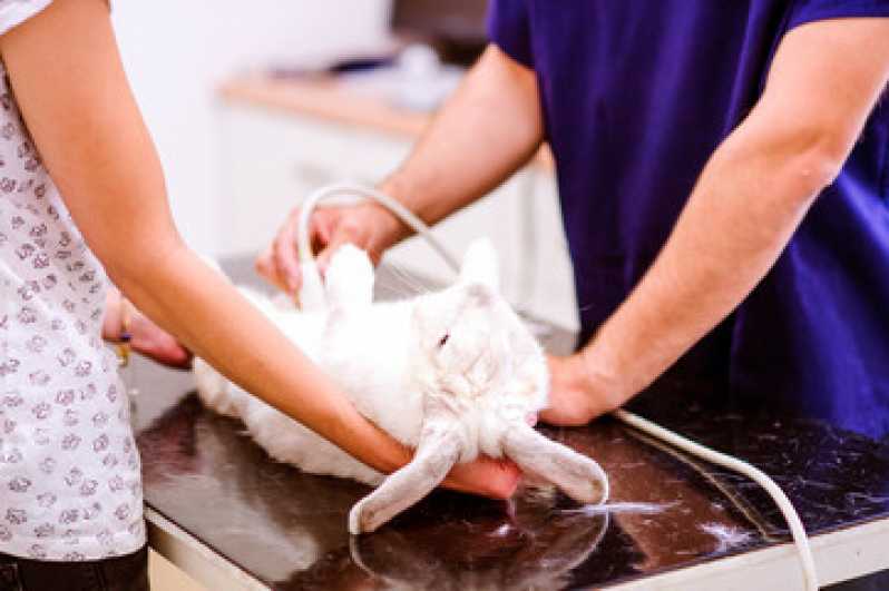 Exame Laboratoriais para Animais Marcar Alvorada - Exames Laboratoriais para Animais Exóticos