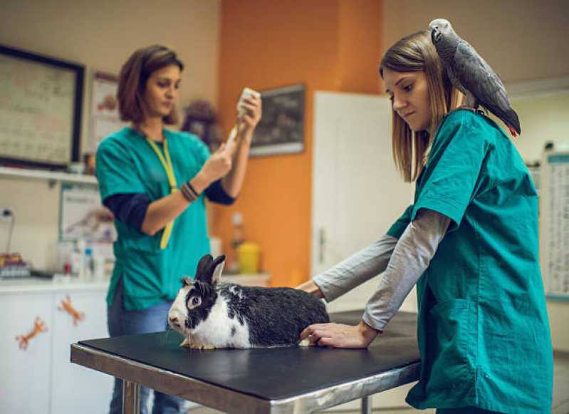 Exames Laboratoriais para Animais Exóticos Agendar São Lourenço - Exame de Sangue para Silvestres