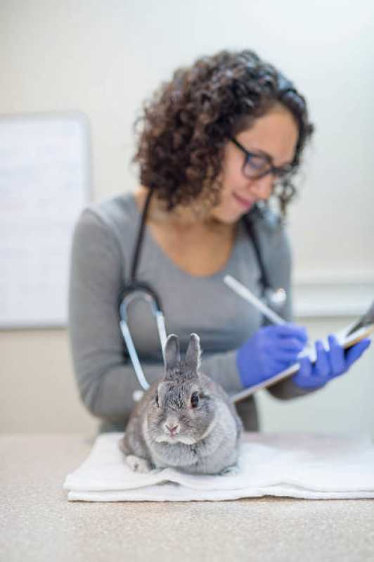 Exames Laboratoriais para Animais Exóticos São João - Exame para Animais Silvestres Vitória