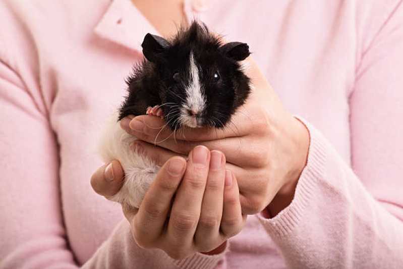 Hospedagem para Animais Exóticos Barramares - Hospedagem para Animais Silvestres de Estimação