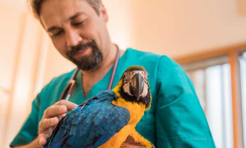 Hospedagem para Pássaros Central Carapina - Hospedagem para Animais Silvestres de Estimação