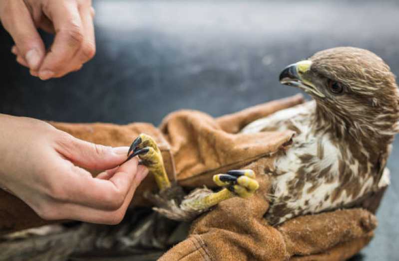 Internação Animal Marcar Vila Isabel - Internação para Pássaros