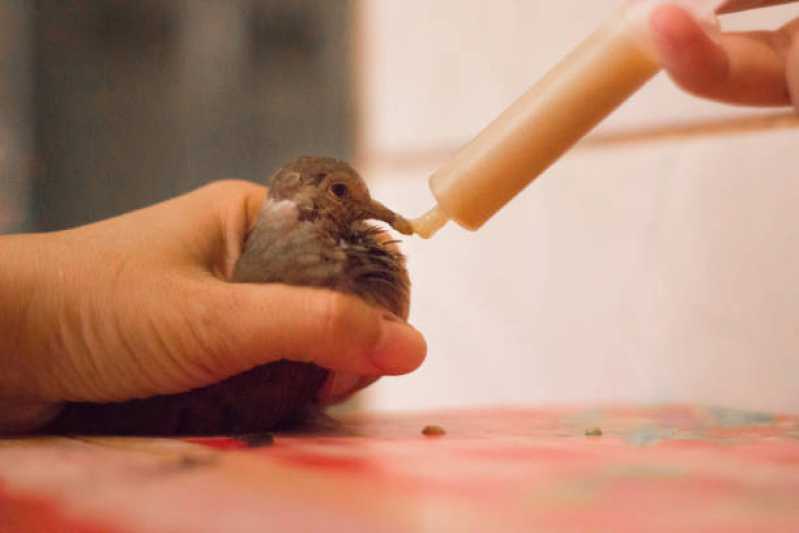 Internação Emergencial para Animais Exóticos Marcar Olaria - Internação para Pássaros