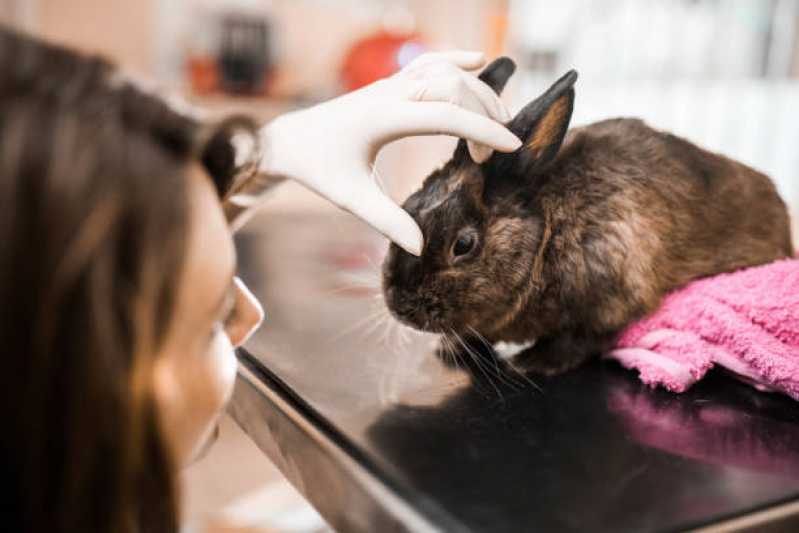 Internação Emergencial para Animais Marcar Câmara - Internação Veterinária