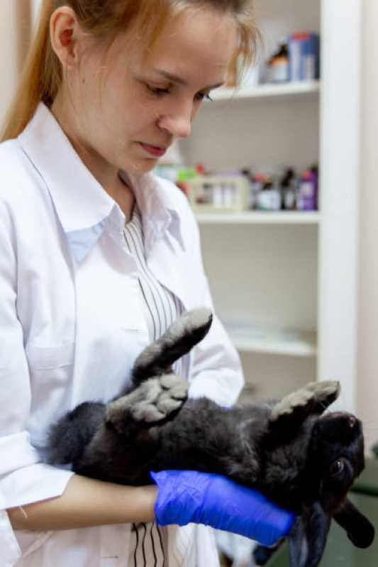 Internação para Animais Exóticos Rio Marinho - Internação Veterinária Vitória