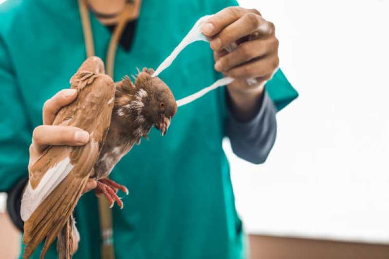 Internação para Animais Silvestres Araçás - Internação Veterinária Vitória