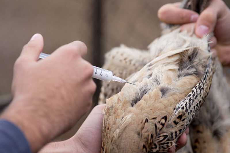 Internação para Pássaros Marcar Hélio Ferraz - Internação Emergencial para Animais