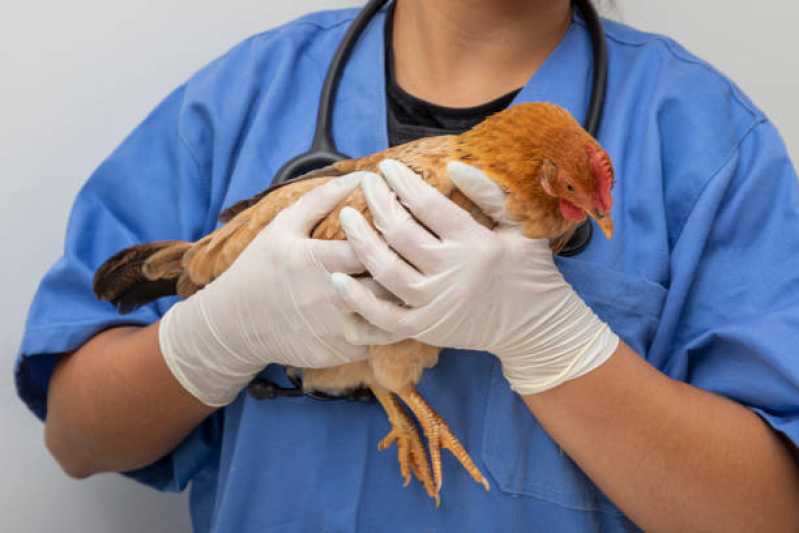 Internação Veterinária Marcar Hélio Ferraz - Internação para Pássaros