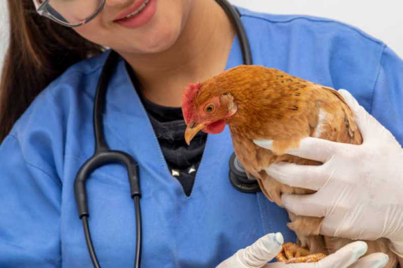 Internação Veterinária Olaria - Internação Emergencial para Animais