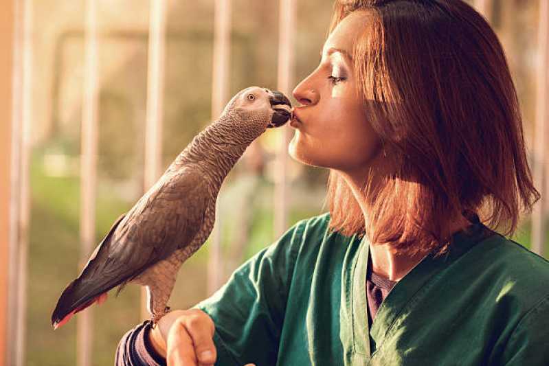 Onde Encontrar Anestesiologia para Pássaros Guaranhuns - Anestesiologia para Animais Silvestres Vitória