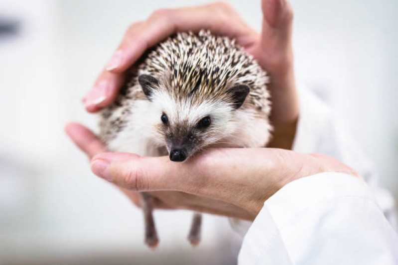 Onde Encontrar Hospedagem Animal Colatina - Hospedagem para Animais Exóticos