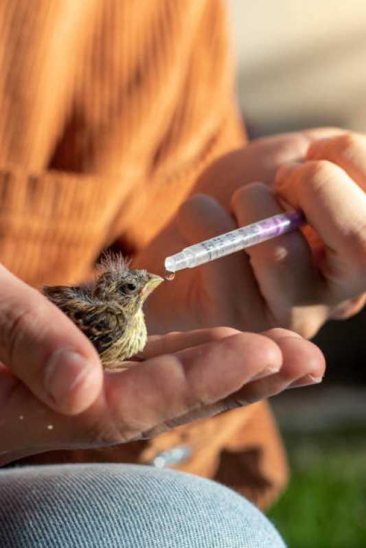 Onde Faz Internação Emergencial para Animais Exóticos Estrelinha - Internação para Pássaros