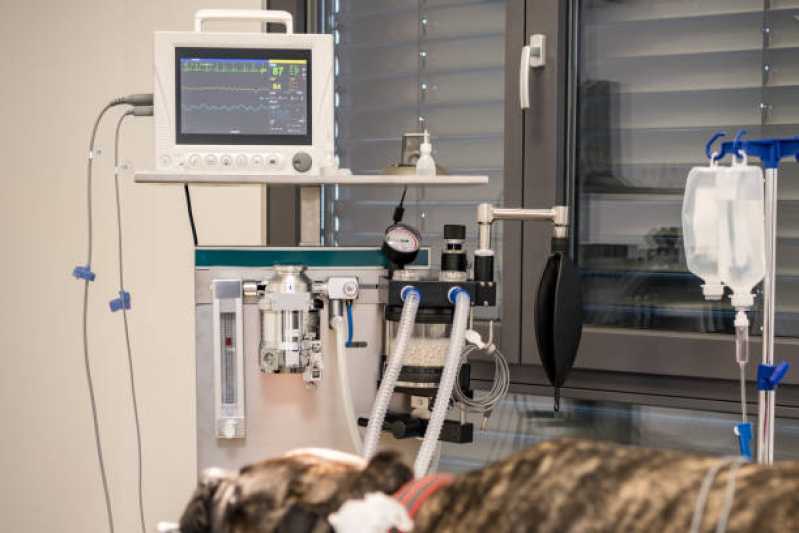 Onde Fazer Exame de Ultrassonografia para Silvestres Nova Almeida - Exames Laboratoriais para Animais Exóticos