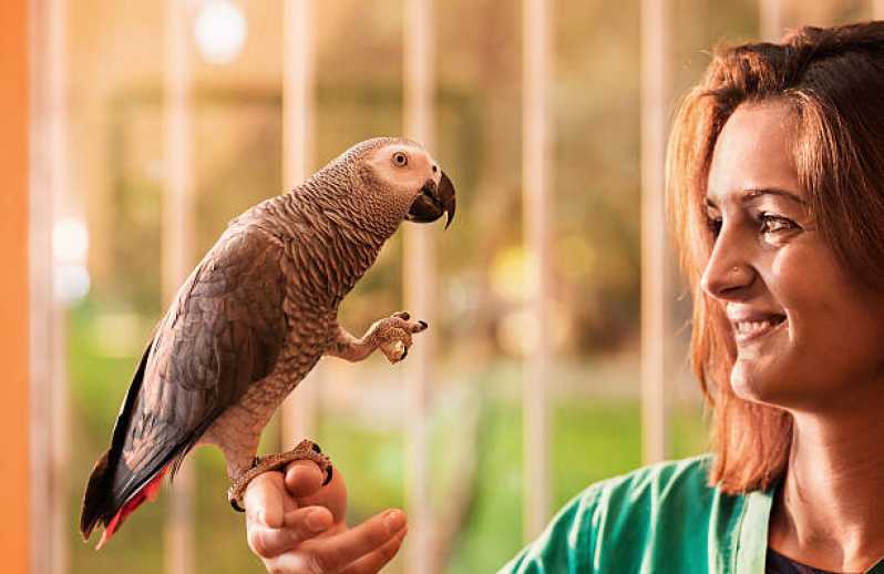 Onde Marcar Consulta para Pássaros Domingos Martins - Consulta de Orientação para Animais Exóticos