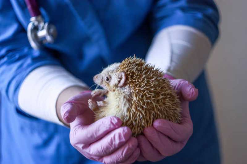 Onde Tem Anestesiologia Animal Viana - Anestesiologia para Animais Silvestres Vitória