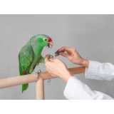 Anestesiologia para Pássaros