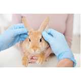 anestesiologista para coelhos clínica 13 Maio