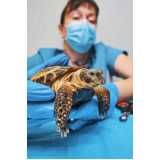atendimento cirúrgico para tartarugas clínica Bicanga