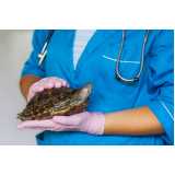 atendimento cirúrgico para tartarugas 13 Maio