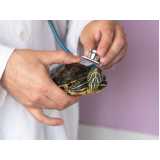 atendimento emergencial para tartaruga marcar Carapina