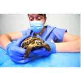 atendimento emergencial para tartaruga Nova Almeida