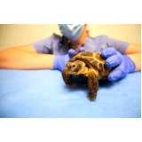 clínica especializada atendimento emergencial para tartaruga Ribeira