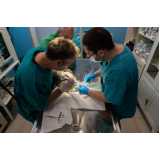 clínica especializada em exame de ultrassom para animais silvestres Belvedere