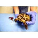 consulta para tartarugas Itararé