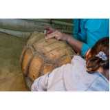 onde faz internação para tartarugas Vila Merlo